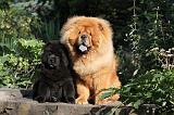 CHOW CHOW 345